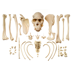 Collection Of Typical Chimpanzee Bones