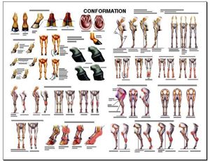 Equine Conformation Laminated Chart