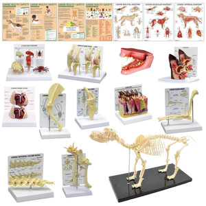 Complete Canine Anatomy & Pathology Collection (1) Complete Canine Anatomy & Pathology Collection (1)