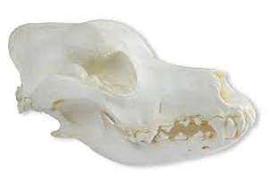 Skull, Domestic Dog, German Shepherd (Canis Familiaris)