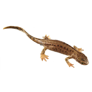 Palmate Newt In Its Aquatic From, Female Palmate Newt In Its Aquatic From, Female
