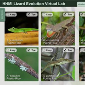 Lizard Evolution Virtual Lab