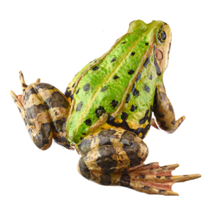 POOL FROG WITHOUT DORSAL STRIPE, FEMALE