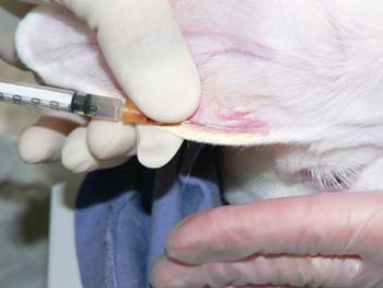The rabbit is anaesthetised using an intravenous injection of thiopentone in the marginal ear vein.