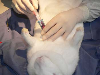 The rabbit is positioned in dorsal recumbency. The puncture site is level with the point of the elbow. Unnecessary movement of the needle tip must be avoided. This is best achieved by resting the hand holding the Vacutainer needle holder on the animal's chest.
