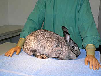 The rabbit should be positioned on a towel or lab coat. Make sure that you have full control over the animal at all times so it cannot harm itself by jumping off the table.