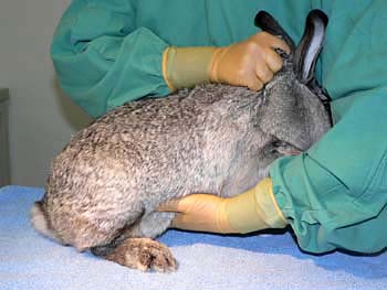 Lift the rabbit's hindquarters by supporting the pelvic region between the legs.