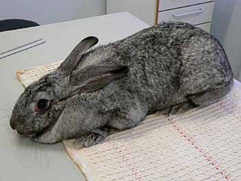 Rabbits may be restrained using a lab coat, thick towel or cloth which is wrapped around the animal, thereby giving a sense of security. Rabbits do not like being left in open places.