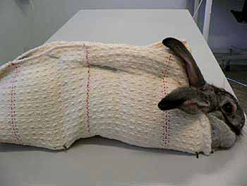 In this example the rabbit is restrained using a loosely woven cloth which is held in place using a blunt knitting needle.