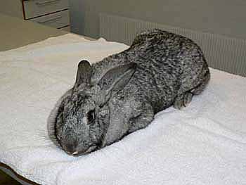 In this example an ordinary bath towel is used to wrap the rabbit tightly.