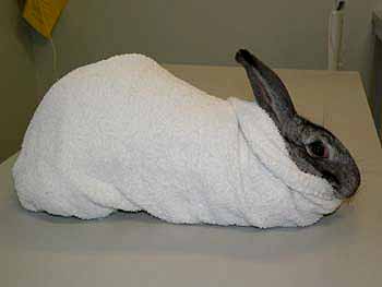 The towel should be tucked under the rabbit's hindquarters so that the animal cannot wriggle backwards out of the towel.