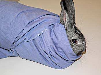 Rabbit restraint using a laboratory coat.