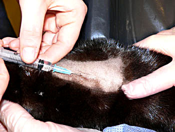 Using a 23G needle attached to a syringe, penetrate the vein, maintaining a shallow angle. The operator's hand should rest on the mink to avoid unnecessary movement.