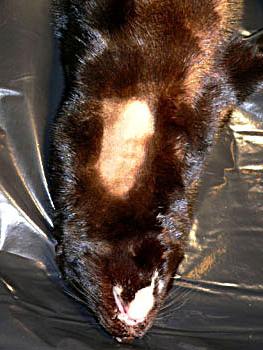The mink is placed on its back in general anaesthesia and the area over the jugular vein is shaved and disinfected.