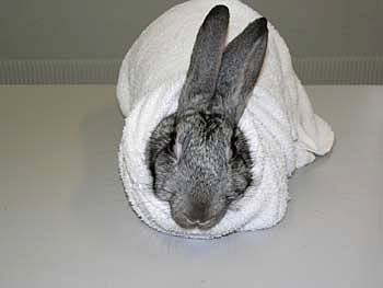 The rabbit is retrained in a thick towel or lab coat that is wrapped around the body, and folded under its abdomen. It will relax more if it is wrapped fairly tightly.