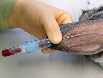 Slight rotation or movement of the needle point may assist blood collection, particularly if the vessel wall has adhered to the needle tip. The tube should be lower than the artery to aid blood flow.