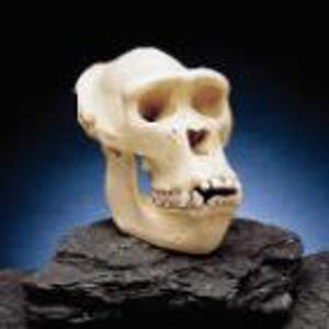 Gorilla Skull Female 801760 Gorilla Skull Female 801760