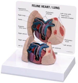 Feline Heart Lung Model by GPI Anatomicals