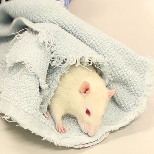 Rats (and rabbits and guineapigs) often seem to relax more if they are wrapped relatively tightly in cloths, perhaps because this simulations conditions they are used to in cramped underground quarters.