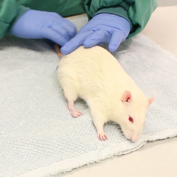 The rat in this film has been sedated. It is not, however, necessary to use sedatives to perform this procedure. Rats, like many rodents used to living underground, seem to relax more when they feel enclosed than if they are in an open space.