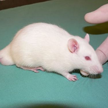 Rats will not attack unless provoked or frightened. The use of gloves not only reduces the risk of allergy, but also avoids exposing the rats to pheromones and other chemicals signalling that the handler is nervous.