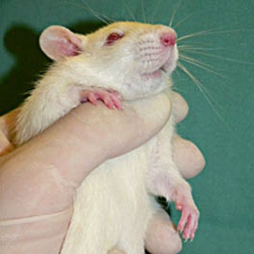 Rats will often relax if the abdomen is massaged gently. Speak quietly and avoid high-pitched noises.