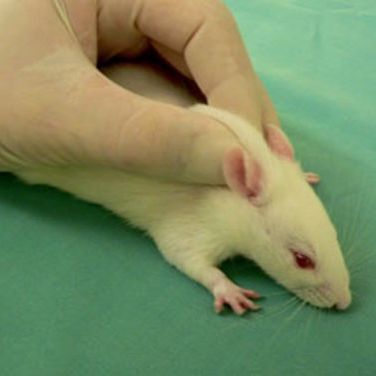 A docile rat may be injected in the scruff of the neck with a minimum of immobilisation. Use the rest of your hand to hold the rest of the rat's body.