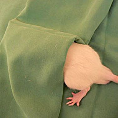 If the rat struggles, place it in a blind tunnel made from a drape or towel, exposing the lower back.