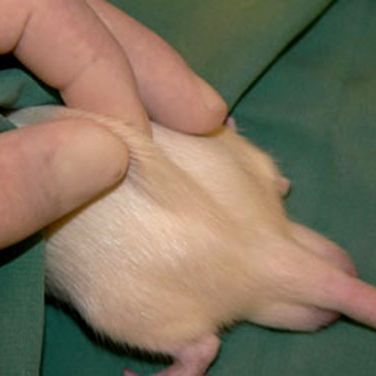 Remember to immobilise the rat by applying gentle pressure to the animal's back.