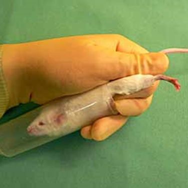 The mouse is restrained in a plastic tube with air holes in the end.