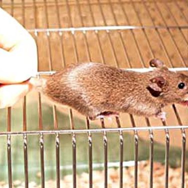 Begin by setting the mouse on a cage top or other surface on which it can get a grip.