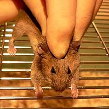 Lift the mouse off the cage top, while continuing to stretch the animal gently, so it cannot turn and bite you.