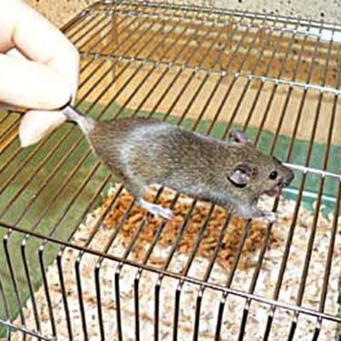 Begin by placing the mouse on a cage top or orther surface on which it can get a grip.