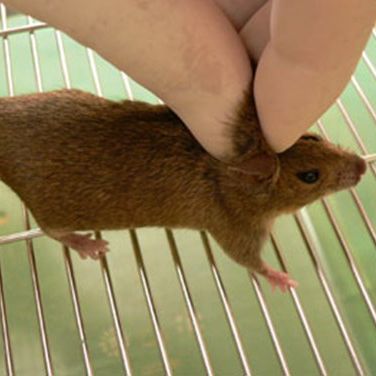 Before you lift up the mouse, it is essential to check that the skin fold is sufficiently far forward that the animal's snout can be raised by roling the fold between your fingers.