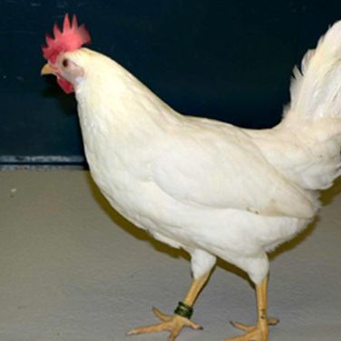 Hens, chickens and eggs are used in Norway for antibody production, disgnostic work and research within biochemistry, physiology and nutrition.