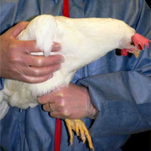 The hen should be lifted carefully while immobilising the wings with one hand. The hen should then be quickly held into the handler's body. One hand is used to hold the legs, the other holds the hen around its wings.
