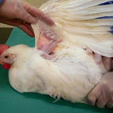 Two operators are needed. The hen is held down on the table with one wing immobilised under its body. One person holds both legs and grasps the body, while the other person locates the ulnar vein under the uppermost wing.