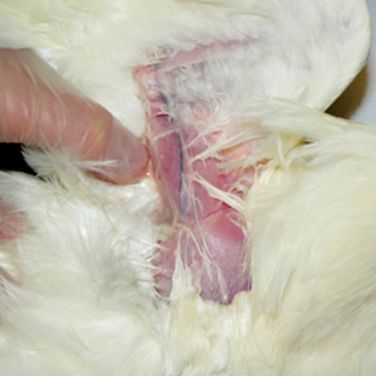 The ulnar vein is ready for puncture. Feathers should be parted to visualise the vein. Try to avoid plucking feathers as this is painful.