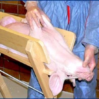 When restraining small pigs for bloodsampling this V-shaped trough can be used. Place the pig on its back and tilt the head backwards.
