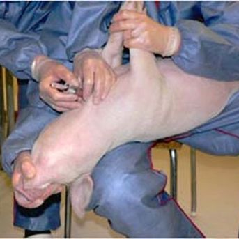 Another way of immobilising small pigs is to place them on their back on the technician’s lap. Tilt the head backwards.