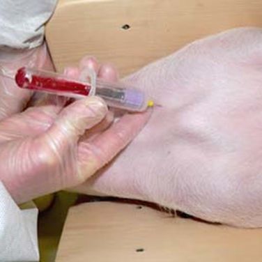 Blood should flow readily when the Vacutainer tube is inserted into the needle holder.