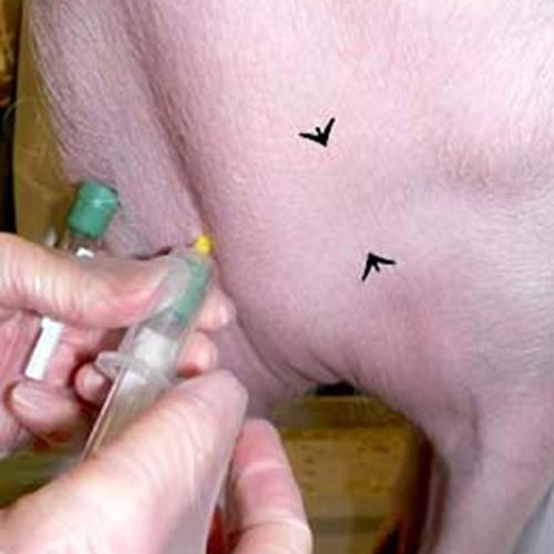 The arrows show the puncture site (external jugular vein). For larger pigs it may be necessary to use an 18-gauge needle.