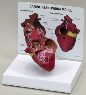 Canine Heartworm Model