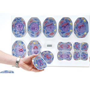 3B Animal Cell Meiosis Model Set 3B Animal Cell Meiosis Model Set
