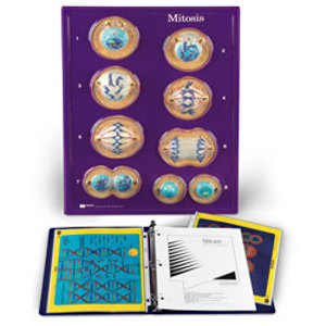 Mitosis SB01680M Mitosis SB01680M