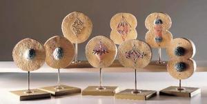 Somso Animal Mitosis Set Somso Animal Mitosis Set
