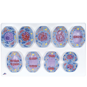 stages of mitosis in animal cells