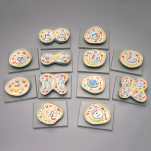 Altay Animal Cell Meiosis Model Set 561618 Altay Animal Cell Meiosis Model Set 561618