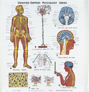 Brain and Nervous System Phys Brain and Nervous System Phys