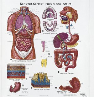 Digestive System Physiology